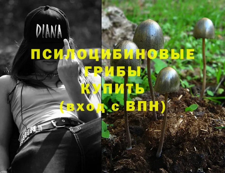 Галлюциногенные грибы Psilocybe  ОМГ ОМГ   Чекалин 